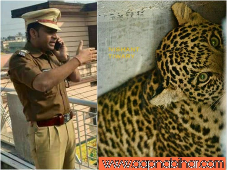 पुर्णिया शहर में घुसा जंगली चीता, पुर्णिया एसपी के सूझबूझ से बची सबकी जान