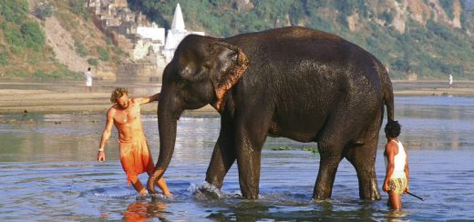 इस साल सोनपुर मेले में हाथियों की प्रदर्शनी नहीं देखने को मिलेगी…जाने क्‍यों