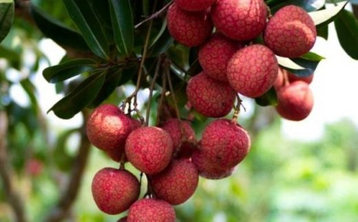 मुजफ्फरपुर की शाही लीची, जिसके स्वाद के दीवाने देश से विदेश तक