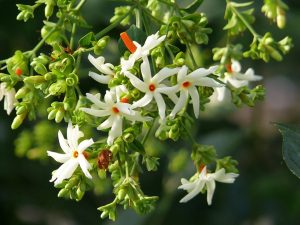 सिंगरहार फूल हमको याद दिलाता है गाँव का, दुर्गा पूजा का, दिवाली-छठ का, अप्पन मिथिला का