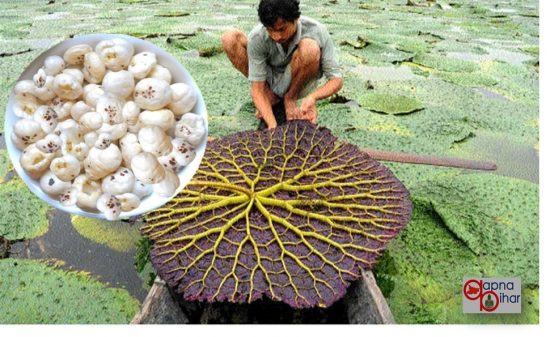 बिहार का मखाना देगा कोरोना से लड़ने की ताकत, केंद्र सरकार करेगी ब्रांडिंग और निर्यात