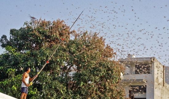 टिड्डियों के हमले को लेकर बिहार में हाई अलर्ट, जानिए किन 10 जिलों में आक्रमण का खतरा